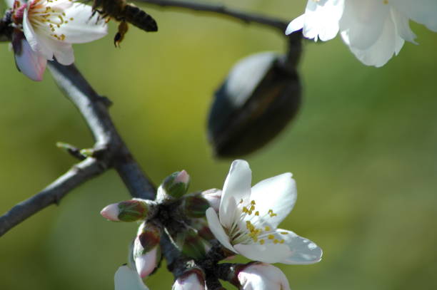 istock Almond blossom in Spain 671229048