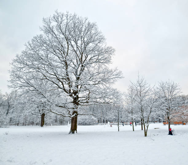 istock Snowy oak alley 671231292
