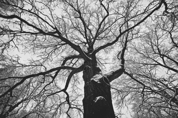 istock Snowy Oak black and white tonned background 671231308