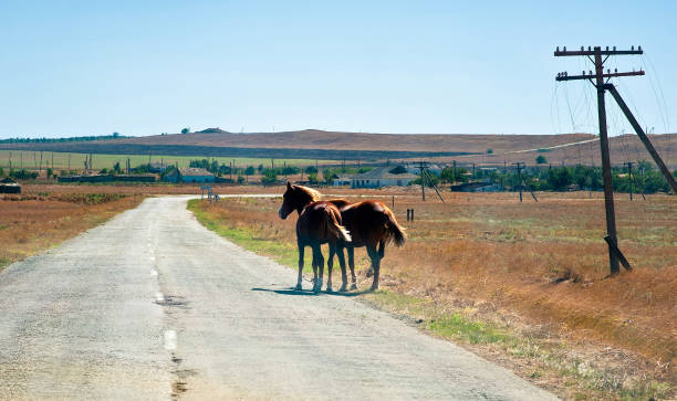 istock Wild horses on the road 671234770