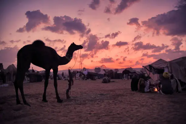 Photo of Pushkar Camel Fair at Dawn