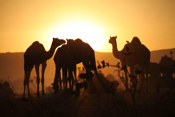 朝日を背景にラクダの群れの黄金光プシュカル ラクダ市 - camel fair ストックフォトと画像