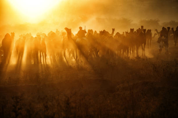 kamele und ihre hirten im goldenen licht der frühen morgensonne auf pushkar camel fair - camel fair stock-fotos und bilder