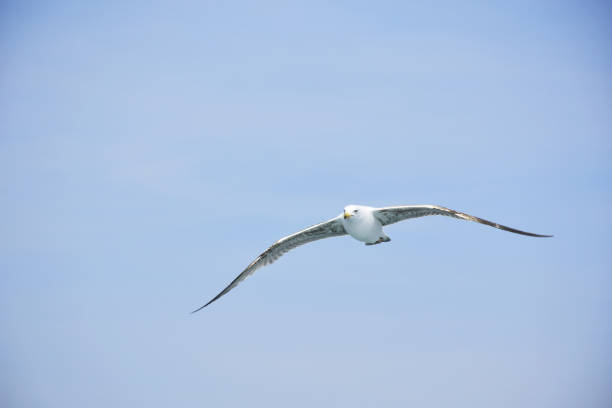 istock Free bird seagull flying on a perfect clear sky and sunny day 671236524
