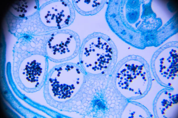 istock flower bud of lilium brownii var. viridulum T.S. on microscopy 671242914