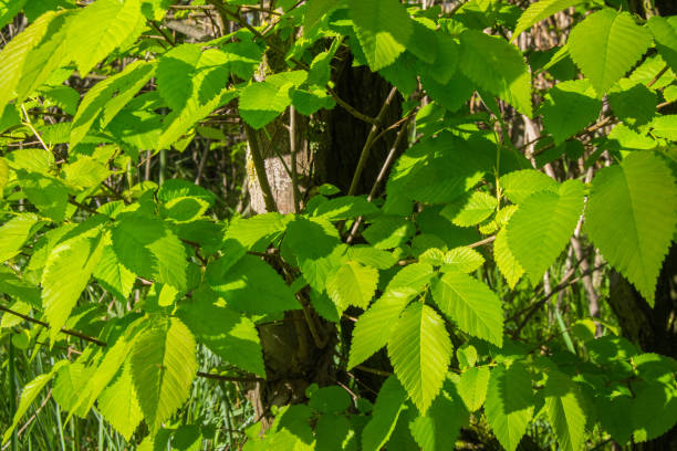 istock Leaves of elm. 671245924