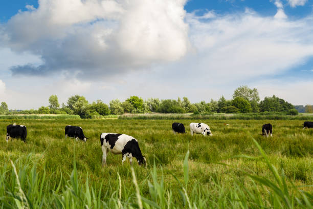 istock Animal View in Farm 671247320