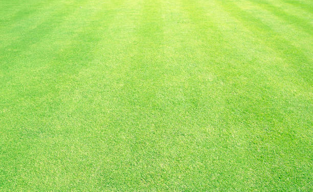 istock grass background Golf Courses green lawn 671247978