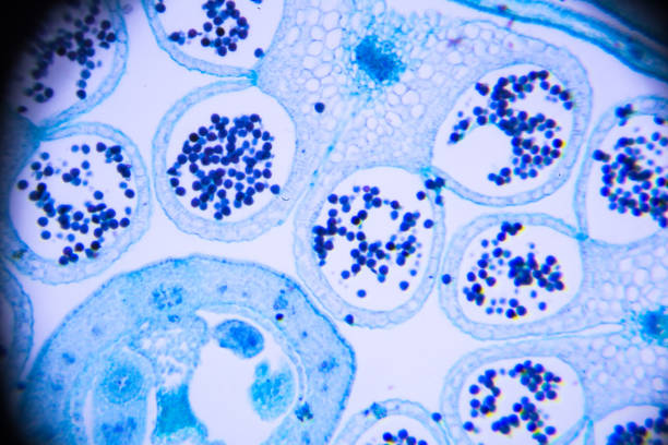 istock flower bud of lilium brownii var. viridulum T.S. on microscopy 671249292