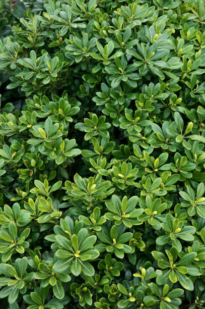istock Cherry laurel leaves background 671252758