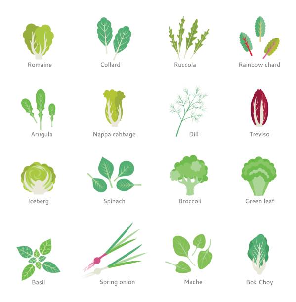 ilustraciones, imágenes clip art, dibujos animados e iconos de stock de verduras vector iconos plano conjunto. - arugula salad plant leaf