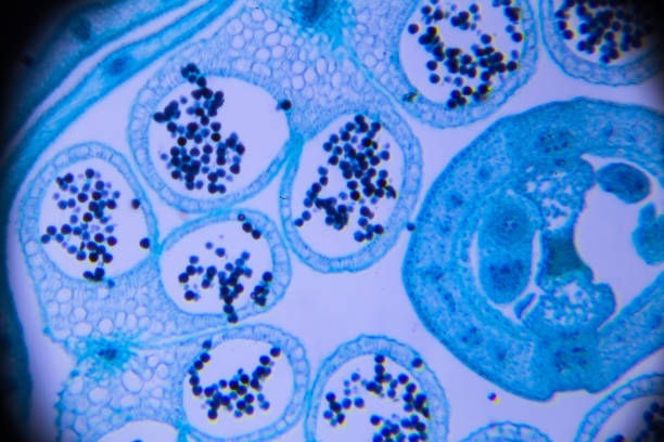 istock flower bud of lilium brownii var. viridulum T.S. on microscopy 671253134