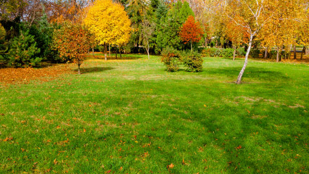 autumn at backyard autumn at backyard and garden fall lawn stock pictures, royalty-free photos & images