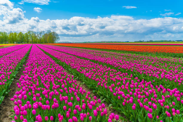 istock Overview of field with Purple Tulips 671254652