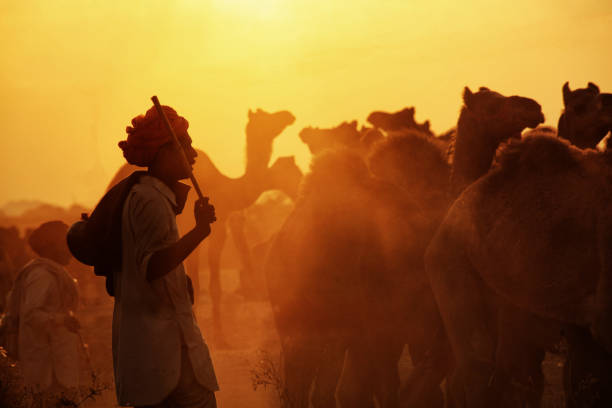 プシュカルラクダフェアでラクダの群れを未知の場所に連れて行く正体不明の田舎の人 - camel fair ストックフォトと画像