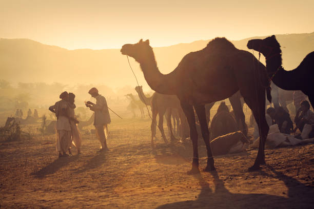 プシュカル ラクダ フェアで、早朝の日光を背景に、ラクダの群れとラクダ遊牧民 - camel fair ストックフォトと画像
