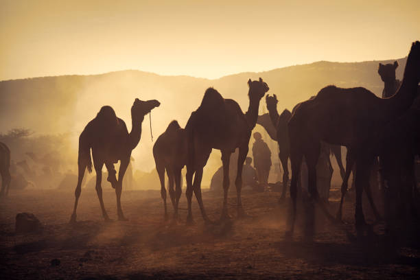 プシュカル ラクダ フェアで、早朝の日光を背景に、ラクダの群れとシルエットのラクダ遊牧民 - camel fair ストックフォトと画像