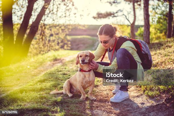 Find A Tick On A Dog Stock Photo - Download Image Now - Tick - Animal, Dog, Insect