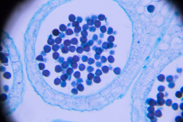 istock flower bud of lilium brownii var. viridulum T.S. on microscopy 671260220
