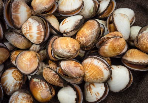 istock Raw Seafood :Fresh  Clams  At Sushi Bar 671260262
