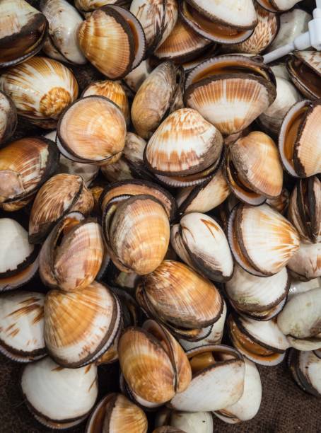 istock Raw Seafood :Fresh  Clams At Sushi Bar 671262674