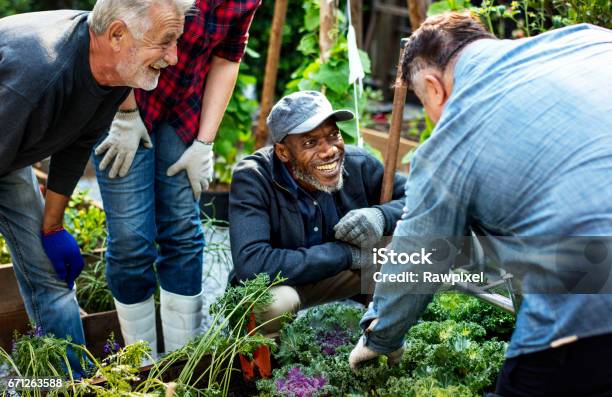 Group Of People Planting Vegetable In Greenhouse Stock Photo - Download Image Now - Community, Gardening, Senior Adult