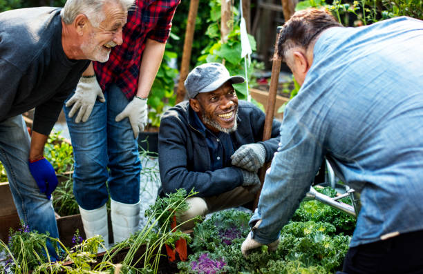 group of people planting vegetable in greenhouse - senior adult multi ethnic group friendship women imagens e fotografias de stock