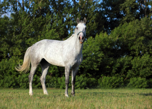 istock Warmblood dapple gray stallion standing on pasturage 671265264