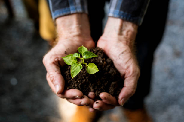 istock Hand holding sprout for growing nature 671265496