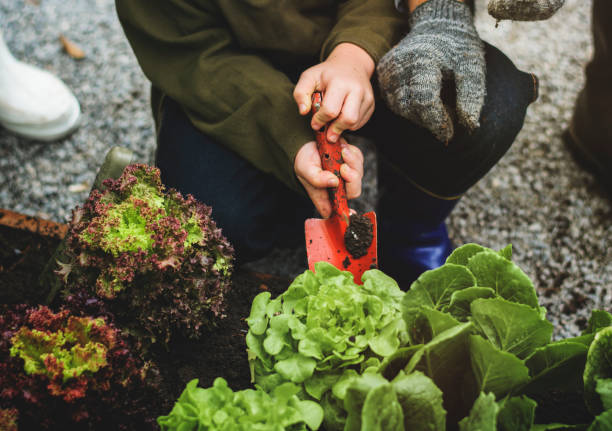 istock Family planting vegetable from backyard garden 671266550