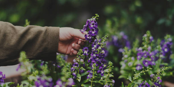 istock Human hand picking flower in the garden 671269706