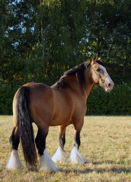istock Tinker traveller pony portrait 671269954