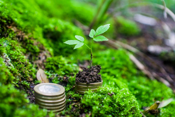 Columns of coins in moss