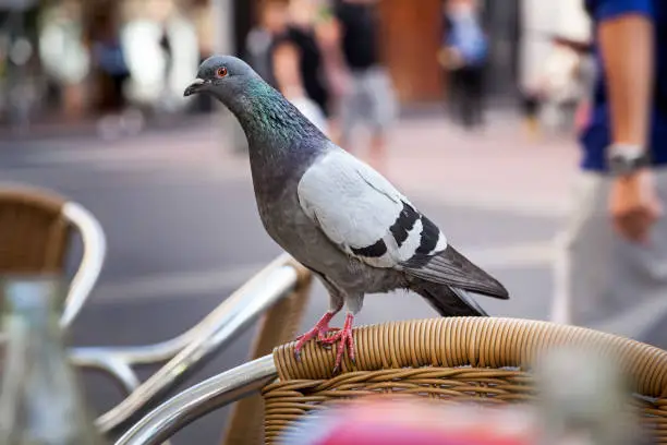 Piegon looking for food at a outdoor restuarant in Las Palmas