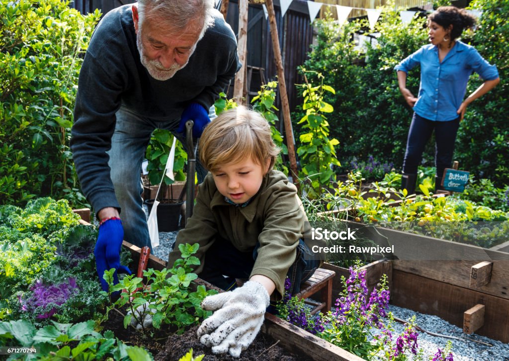 Plantación familiar de verduras del jardín del patio trasero - Foto de stock de Jardinería libre de derechos