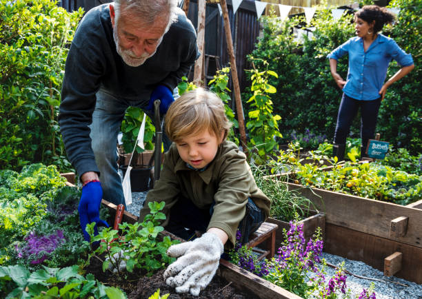 Family planting vegetable from backyard garden Family planting vegetable from backyard garden environment healthy lifestyle people food stock pictures, royalty-free photos & images