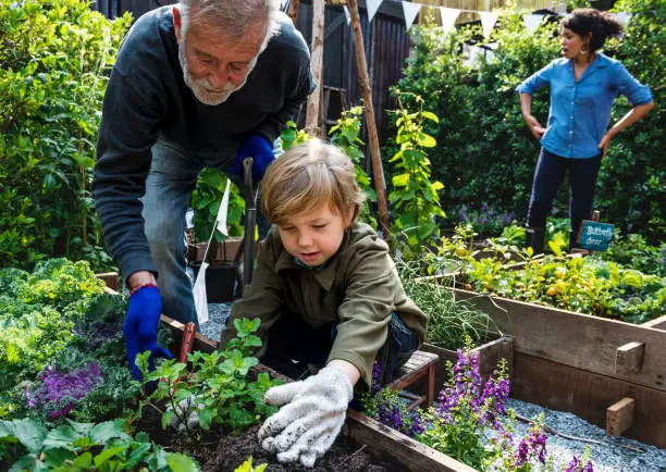 Photo of Family planting vegetable from backyard garden