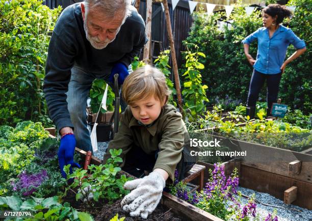 家庭種植蔬菜從後院花園 照片檔及更多 園藝 照片 - 園藝, 兒童, 前後院