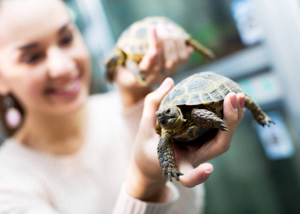 istock Female customer watching two small tortoises 671273812
