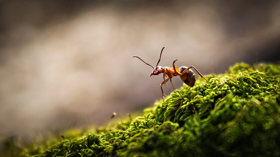 Bosque ant closeup photo