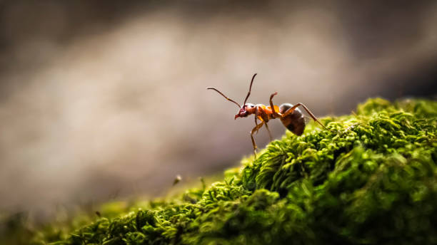 bosque ant closeup - hormiga fotografías e imágenes de stock