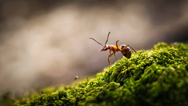 Forest ant closeup The forest ant runs along the green moss ant stock pictures, royalty-free photos & images