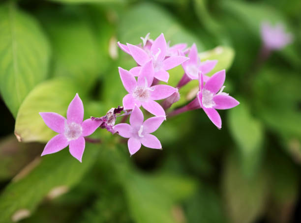istock Pink Pentas lanceolata plant in blurred background 671278110