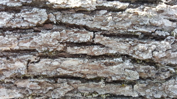 istock Rime, frost, ice on the bark tree 671280618