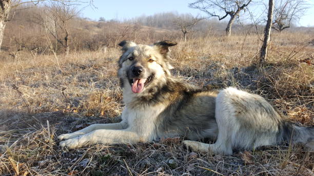 istock Dog sitting with tongue out 671280810