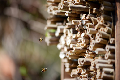 Insect hotel with male Osmia bicornis  wild bees flying in front