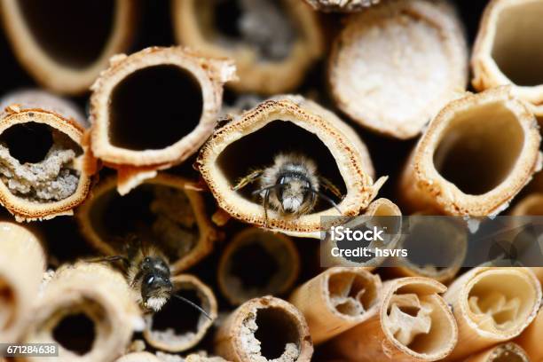 Insektenhotel Mit Männlichen Osmia Bicornis Wildbienen Stockfoto und mehr Bilder von Hotel