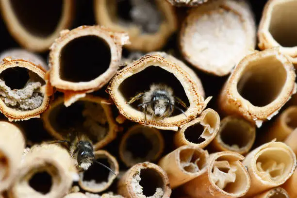 Photo of Insect hotel with male Osmia bicornis  wild bees.