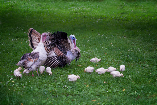 Adult turkey, with a female and turkeys walking along the lawn, Georgia