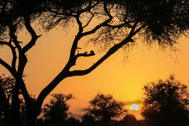 istock Silhouette of an acacia at sunset 671288350